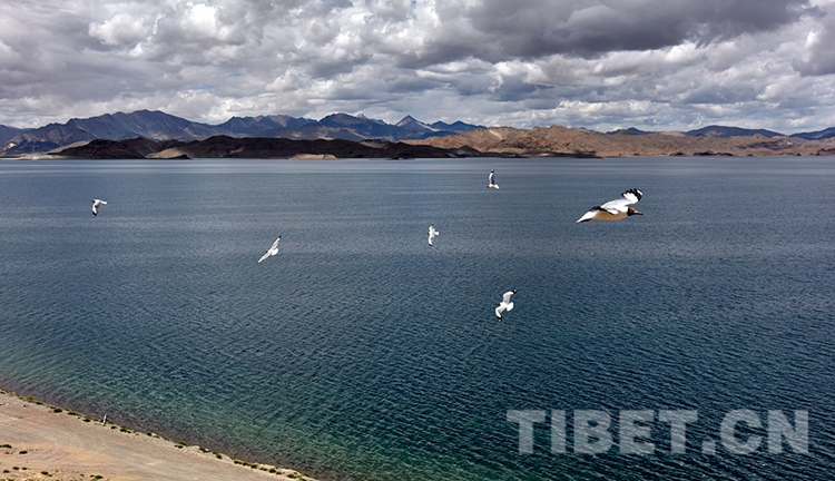 他们守护班公湖的水清岸美