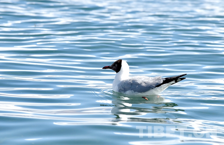 他们守护班公湖的水清岸美