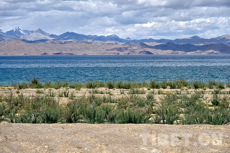 他们守护班公湖的水清岸美