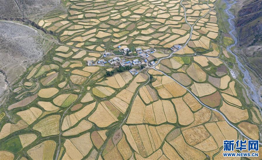 （美丽中国）（1）拉萨河谷：大地流金迎丰收