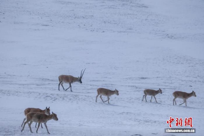 藏羚羊群高原觅食展现西藏生态之美