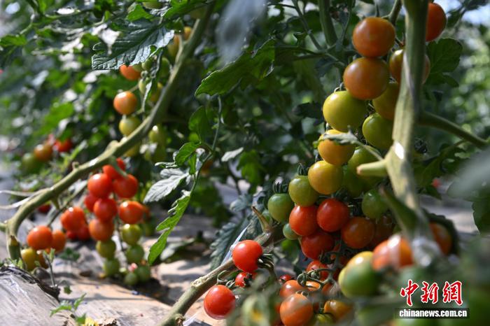 西藏墨竹工卡县农业示范园：赋能现代农业发展带动民众增收致富