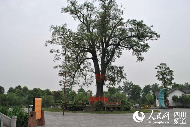 什邡:借助千年红豆树打造中国婚庆特色村