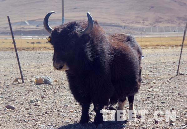 [感悟两会]从2018政府工作报告读懂民生 这些话