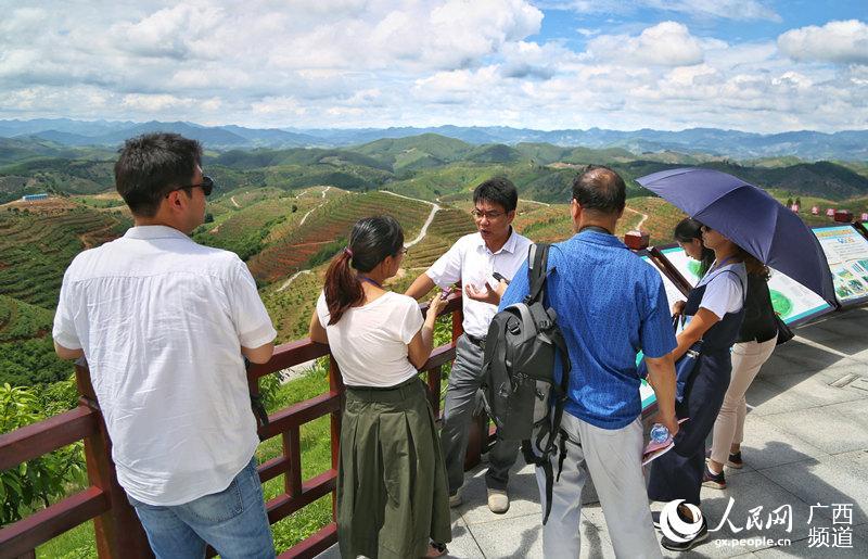 外媒记者在田阳县20万亩农林生态脱贫产业核心示范区进行采访