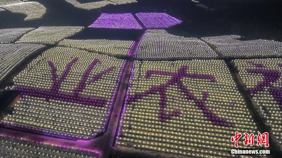 夜间催花补光新技术点亮广西千亩火龙果基地