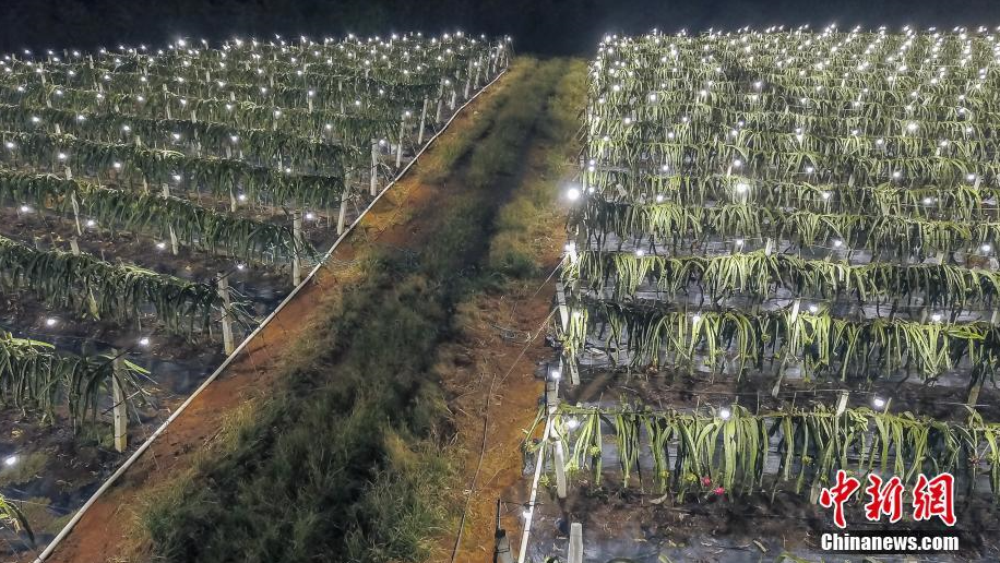 夜间催花补光新技术点亮广西千亩火龙果基地