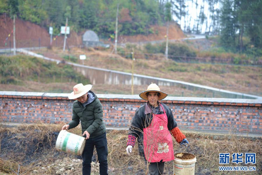 汪波（左）和社员一起向田间撒播肥料。在这个占地90亩的无花果基地背后，一条公路将长坪村与河图场镇直接连通。新华网邵以南 摄