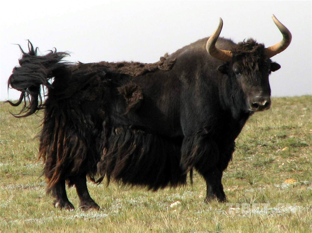 这是生活在羌塘国家级自然保护区的国家一级保护动物野牦牛。（唐召明2006年摄）.jpg