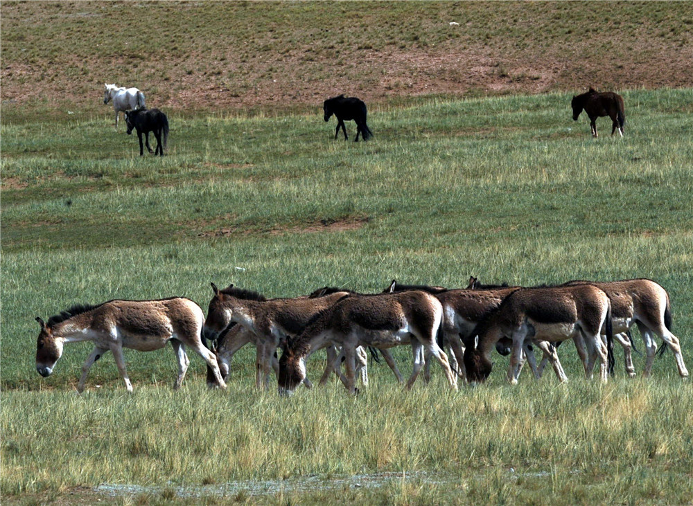 这是生活在羌塘国家级自然保护区的国家一级保护动物藏野驴（前）在草原上与牧民放牧的马匹(后)一同在草原上吃草。（唐召明2014年7月17日摄）.jpg