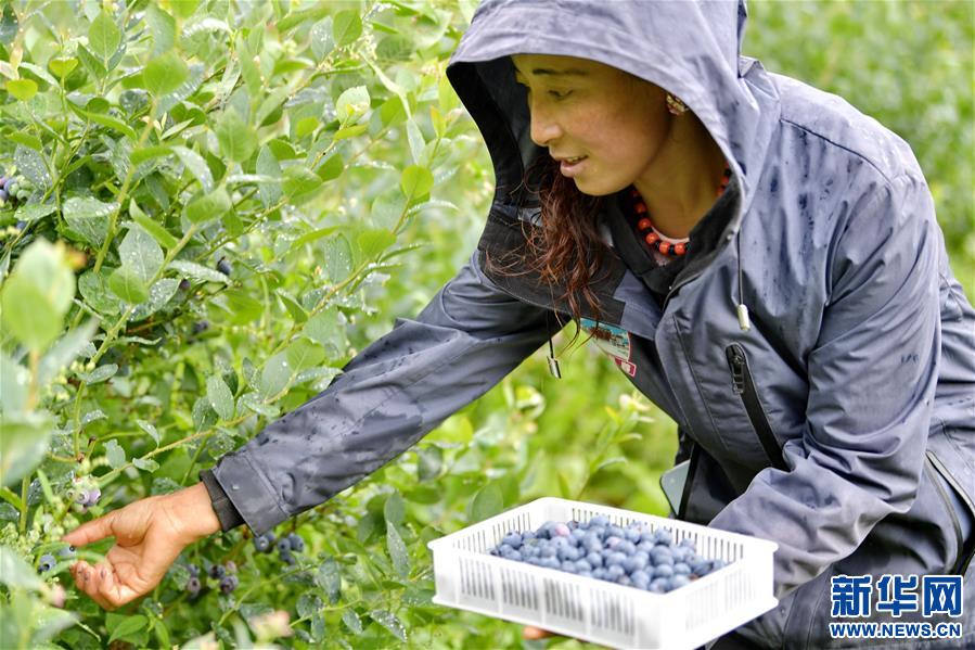 （走向我们的小康生活）（1）西藏林芝：“家门口”种蓝莓增收