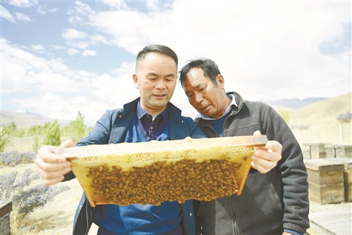伍国强在蜂场实地指导蜂农 图片来源：湖南日报.jpg